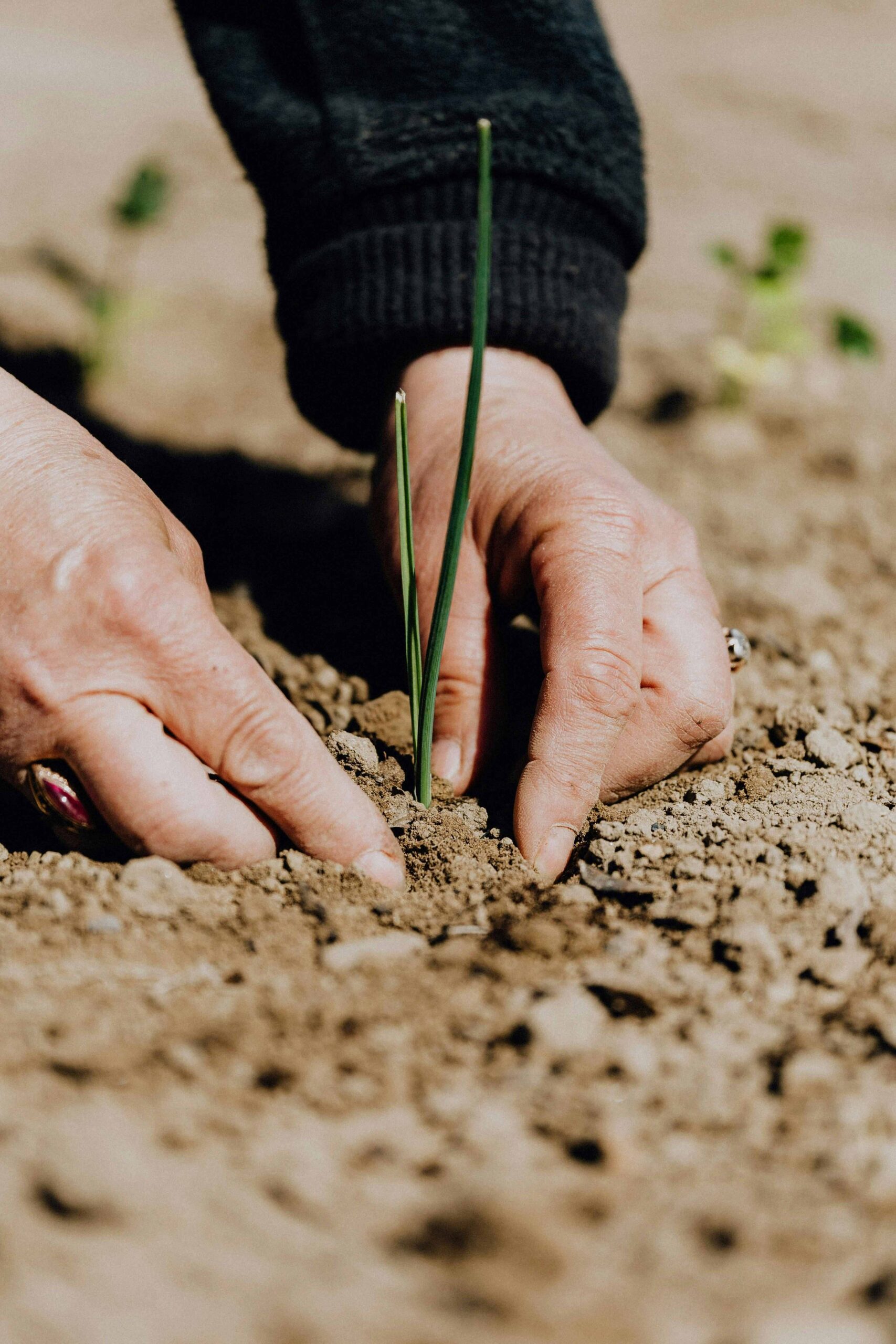 Tree Plantation