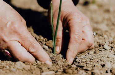 tree plantation